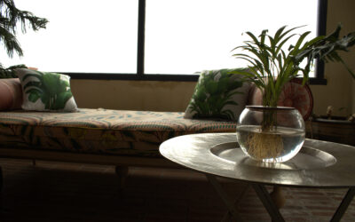 Best Pet-Friendly Indoor Plants for Your Home