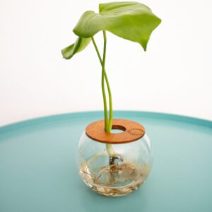 Monstera Deliciosa (Delicious Monster) in 10cm Glass Vase