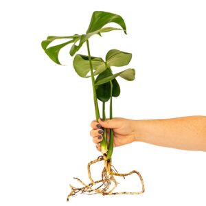 Monstera Deliciosa Plant Only