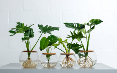 Is Monstera deliciosa a Good Indoor Plant?