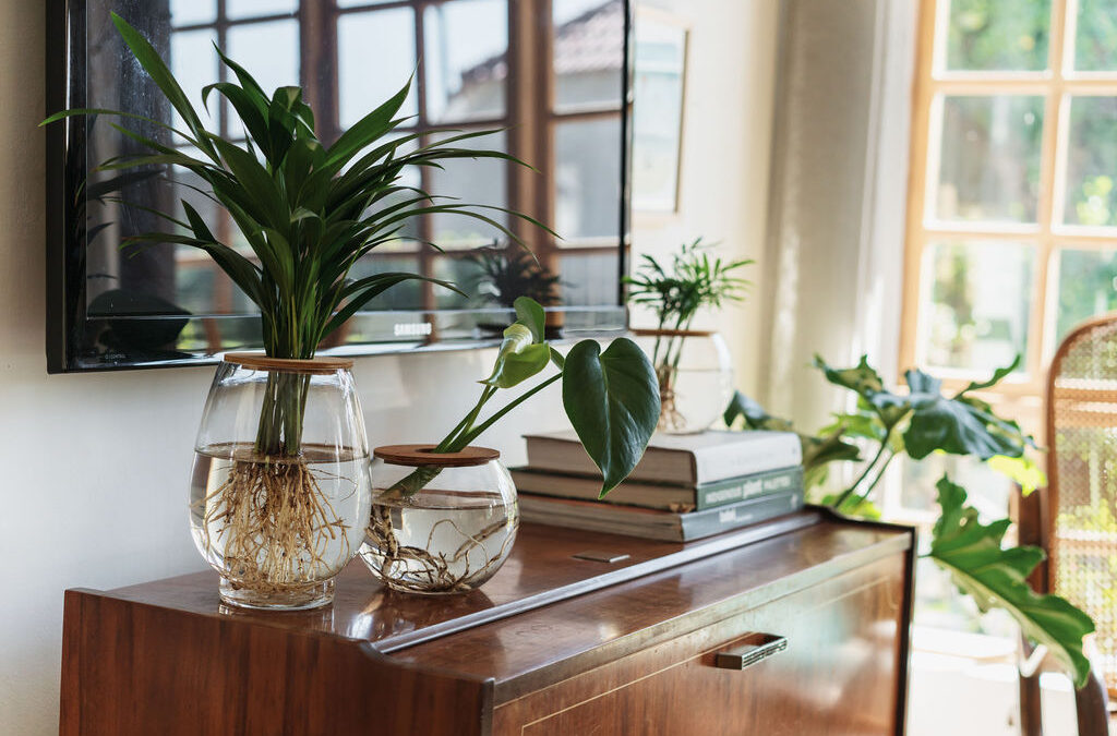 The ABC of Plants