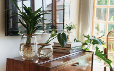 Areca Bamboo The Right Plant?