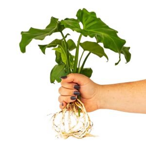 Philodendron Selloum Plant Only