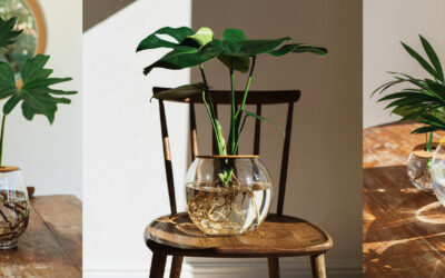 Heart-Leaf Philodendron (Philodendron Scandens) in Glass, The Trailing Plant for Beginners
