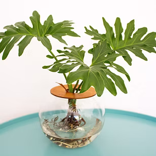 Philodendron Selloum in 20cm Glass Fishbowl Vase
