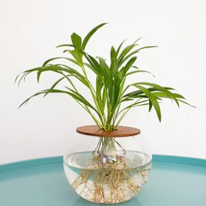 Areca Bamboo in 15cm Glass Fishbowl
