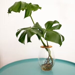 Delicious Monster (Monstera Delisiosa) in 24cm Glass Barrel Vase, Indoor plants for sale
