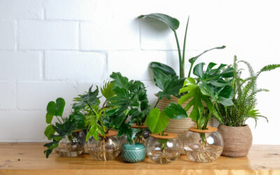 Monstera Deliciosa Care Guide for South African Homes