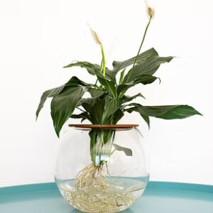Peace Lily - 15cm Glass Fishbowl
