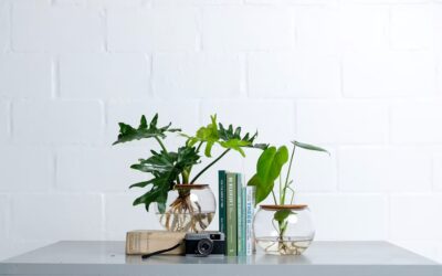Choosing Indoor Plants for Home and Office Spaces