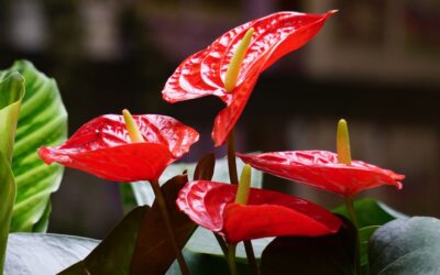 Anthurium A Colourful Indoor Plant That Brings Beauty and Well-Being to Your Space